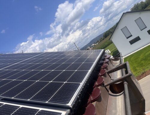 Rechtliche Aspekte der Taubenabwehr: Was ist erlaubt?