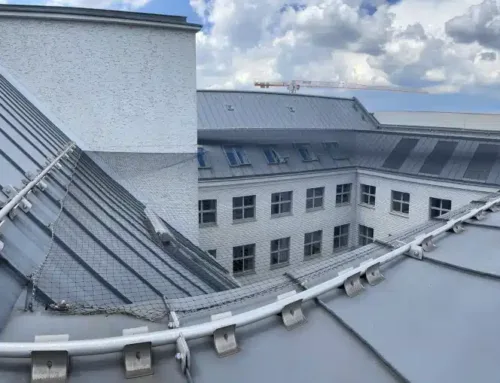 Wie Sie mit professioneller Taubenabwehr langfristig Geld sparen